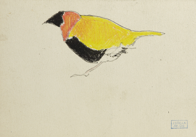 Joseph Stella, Bird (Oriole) (Párajo [oropéndola]), 1920s-1930s. Pencil, crayon and colored pencil on card stock. Gift of Alan Pensler.