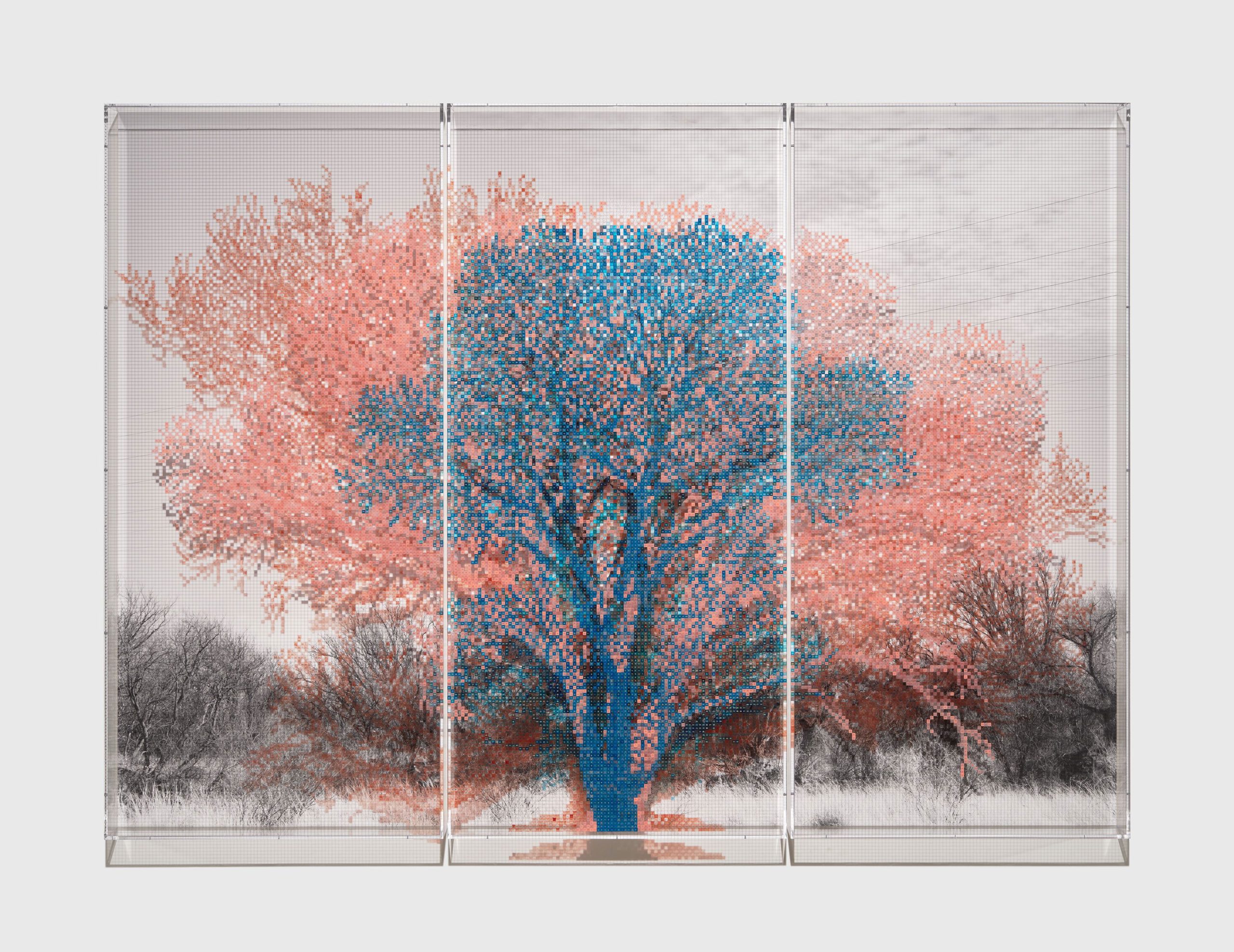 Charles Gaines, Numbers and Trees: Arizona Series 1, Tree #3, Agua Caliente, 2023. Acrylic sheet, acrylic paint, photograph, 3 parts. Unique. Overall: 241.6 x 335.9 x 15.2 cm / 95 1/8 x 132 1/2 x 6 inches. © Charles Gaines. Courtesy the artist and Hauser & Wirth. Photo: Keith Lubow.